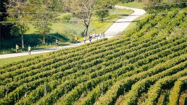 Istrian Wine Run 2016